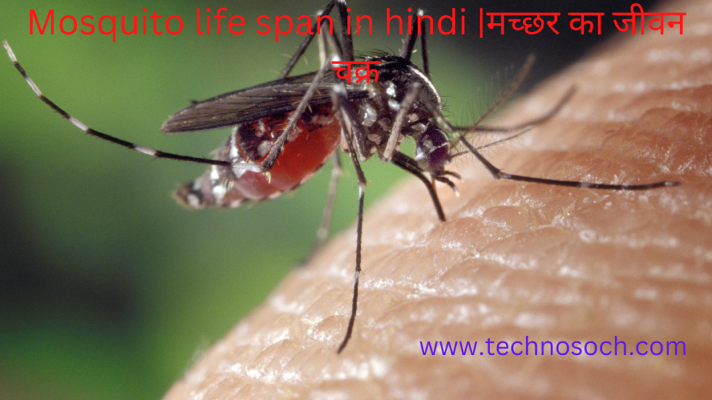 Mosquito life span- technosoch.com-